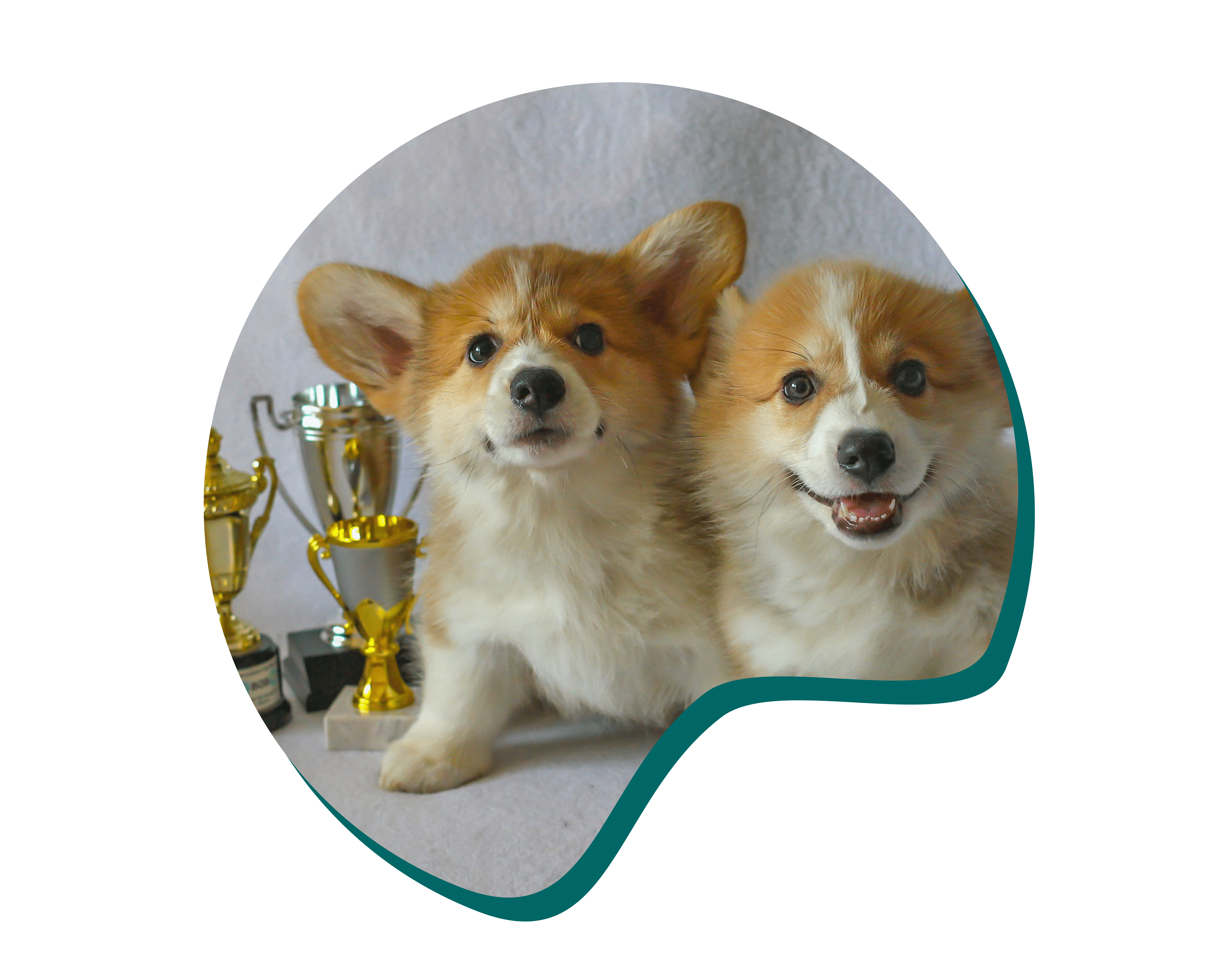Chiens avec des coupes